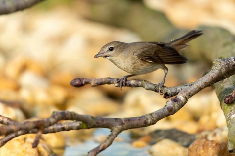 Garden warbler, garden warbler, Sylvia Borin, birds, passeri, songbirds, birds