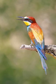 European bee-eater (Merops apiaster) sitting on a branch, Lake Neusiedl, Burgenland, Austria