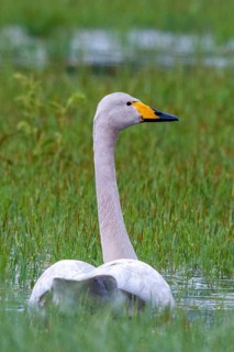Cygnus cygnus, Finland, singing swan, whooper swan, anatidae, birds, duckbirds, high size, portrait