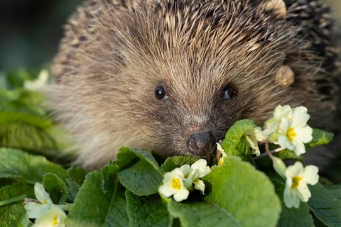 European hedgehog (Erinaceus europaeus) adult mammal on a flowering wild primrose garden flower in