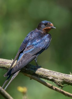 Hirundo rustica, house martin, barn swallow, birds, high size, portrait format, passeri, swallows,