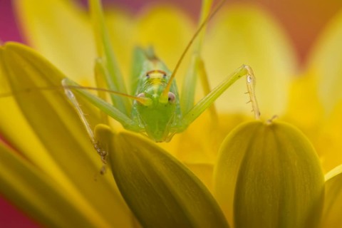 Oak bush cricket (Meconema thalassinum) adult insect on a yellow garden flower in summer, Suffolk,