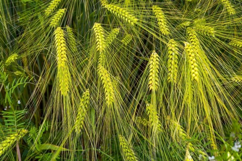 Close-up of barley (Hordeum vulgare) on large field, plant species from the sweet grass family,