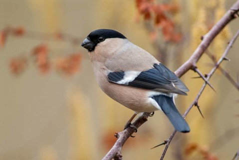 Bullfinch, Bullfinch, Pyrrhula Pyrrhula, Birds, Bullfinch, Female, Passeri, Songbirds, Birds,