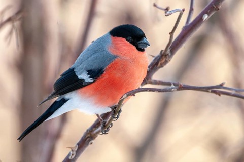 Bullfinch, Bullfinch, Pyrrhula Pyrrhula, Birds, Bullfinch, Passeri, Songbirds, Birds