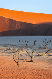 Dead camel thorn trees (Vachellia erioloba), red sand dunes, white salt pan, Dead Vlei, Sossusvlei,