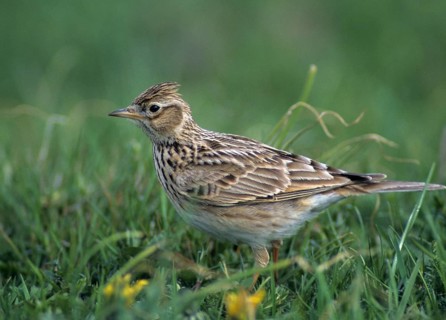 Alauda Arvensis, Skylark, Birds, Leo, Larks, Passeri, Songbirds, Songbirds, Birds