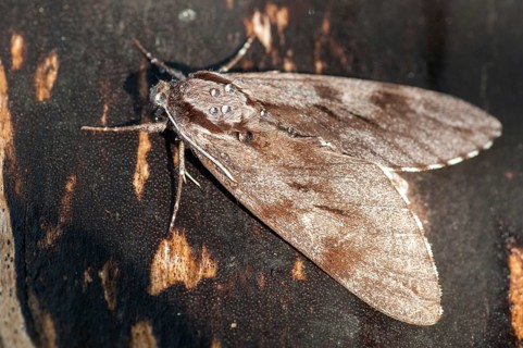 Hyloicus pinastri, pine swarmer, pine hawk moth, sphinx pinastri, pine arrow, butterfly, insects,