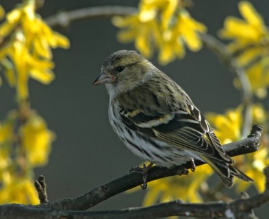 Carduelis spinus, siskin, spinus spinus, siskin, birds, female, spring, garden, passeri, songbirds,