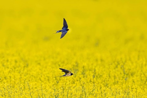 Two barn swallows (Hirundo rustica) flying and chasing insects over flowering rape field in spring