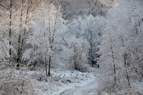 Tree, trees, landscape, snow, tree, forest, winter, wood