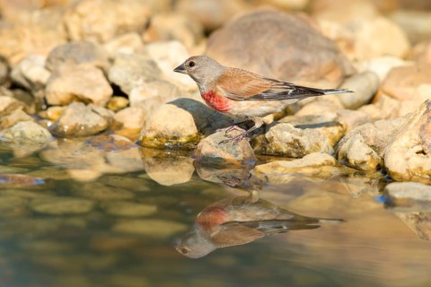 Acanthis cannabina, bloodtail, linaria cannabina, linnet, bath, bird bath, birds, hanfling, male,