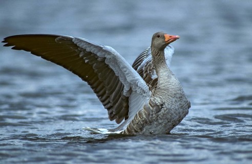 Anser Anser, Greylag or Graylag Goose, Grelag Goose, Anatidae, Birds, Duckbirds, Goose, Geese, Leo,