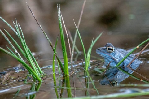 Moor frog, moor frog, rana arvalis, amphibians, amphibians, courtship behavior, courtship display,