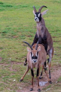 A male is mating with a female roan antelope (Hippotragus equinus) in a green meadow. South Africa