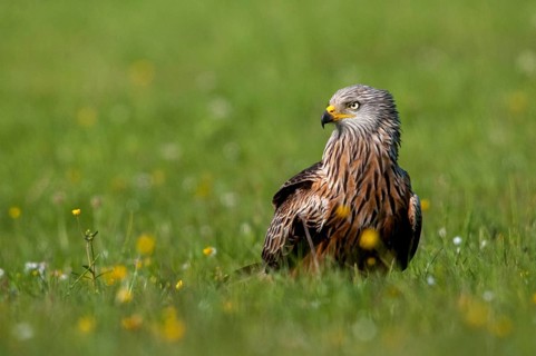 Accipitriformes, Milan, Milvus Milvus, Red Kite, Red Kite, Birds of Prey, Raptor, Raptors, Bird