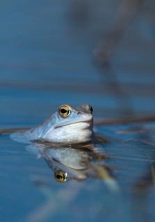 Moor frog, moor frog, rana arvalis, amphibians, amphibians, courtship behavior, courtship display,