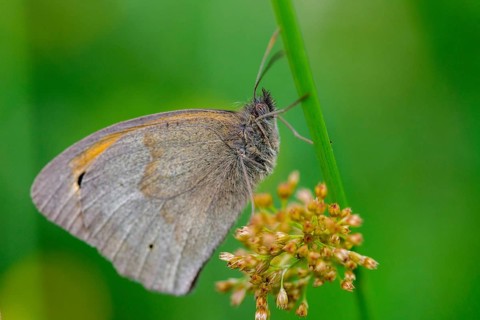 Big ox eye, maniola jurtina, meadow brown, butterfly, insects, butterfly, butterfly, butterfly