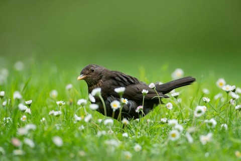 Eurasian blackbird (Turdus merula) adult female garden bird amongst daisy flowers on a grass lawn,