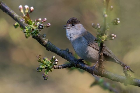 Blackcap, blackcap, blackcap, Sylvia atricapilla, birds, call, song, male, passeri, call, singing,