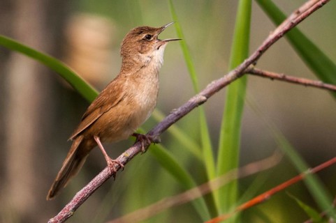 Locustella luscinioides, cane swirl, Savi's warbler, birds, song, passeri, singing, songbirds,