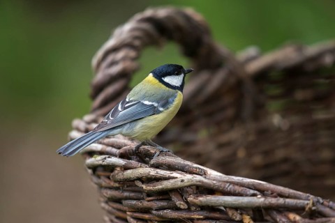 Great tit, great tit, parus major, birds, garden birds, home garden, tits, passeri, songbirds,