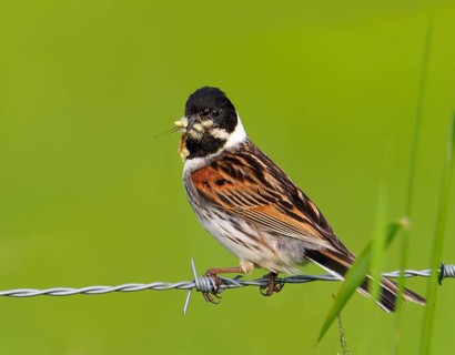 A male reed bunting (Emberiza schoeniclus) with food in its beak, perched on barbed wire, Lake