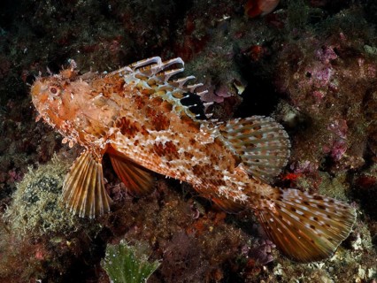 A scorpionfish with reddish-brown markings, the red scorpionfish (Scorpaena scrofa), also known as