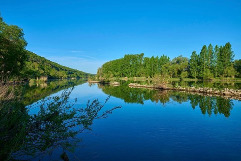 River landscape with dense vegetation and clear reflection in water, Marktheidenfeld, Homburg am