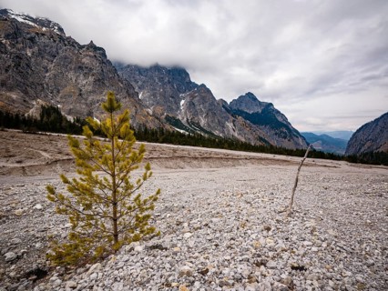 Small pine grows in gravel fields, Wimbachgries, Wimbachtal, Berchtesgaden National Park, Ramsau,
