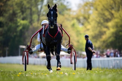 Front view of harness racing horse pulling sulky, driver behind, sharp focus with shallow depth of