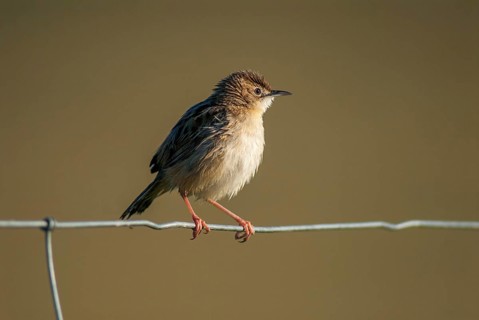 Cist-singers, cisticola juncidis, fan-tailed warblers, zitting cisticola, birds, extremadura,