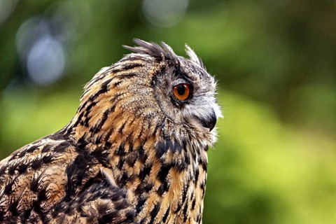 Close-up of an eagle owl with an intense gaze and detailed plumage. The eagle owl in a meadow near