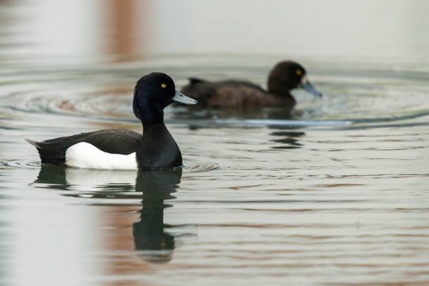 Aythya fuligula, heron duck, tufted duck, anatidae, birds, ducks, ducks, duckbirds, female, male,