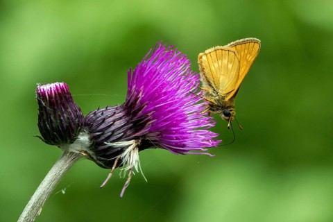 A large skipper (Ochlodes sylvanus) perched on a prickly thistle, close-up, Ellhorn, Oberstdorf,