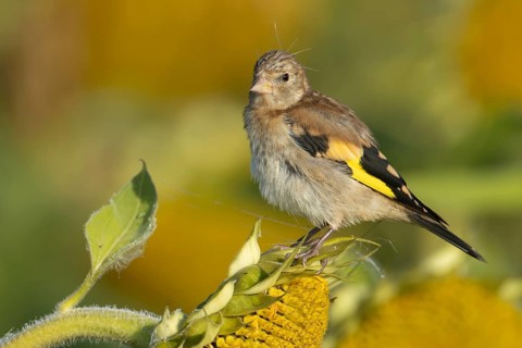 European goldfinch (Carduelis carduelis) juvenile bird on a sunflower seed head, England, United