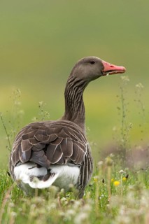 Anser Anser, Greylag or Graylag Goose, Grelag Goose, Anatidae, Birds, Duckbirds, Goose, Geese, High