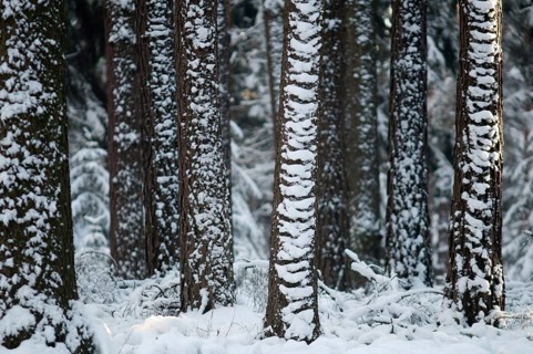 Tree, trees, coniferous forest, snow, tree, forest, winter, wood