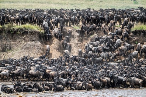 The Great Migration, Huge herds of wilderbeast (Connochaetes taurinus) crossing the Mara river and
