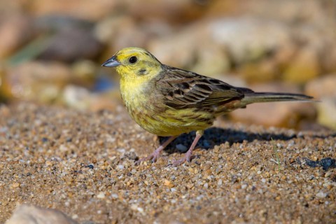 Emberiza citrinella, goldammer, yellowhammer, birds, male, passeri, songbirds, birds