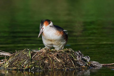 Great Crested Grebe (Podiceps scalloped ribbonfish) with chicks on the nest, North