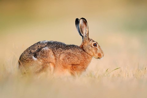 A brown hare (Lepus europaeus) sits in a parched meadow, North Rhine-Westphalia, Germany