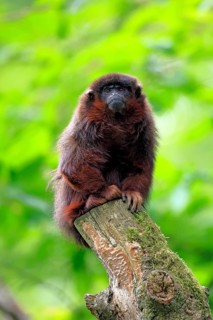 Coppery titi (Plecturocebus cupreus, syn.: Callicebus cupreus), adult, alert, sitting, tree trunk,