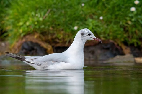 Black-headed gull, Chroicocephalus ridibundus, black-headed gull, Larus ridibundus, birds,