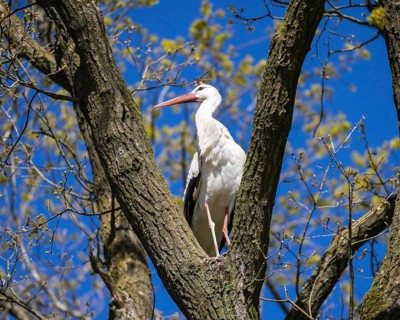 White stork (Ciconia ciconia), Germany