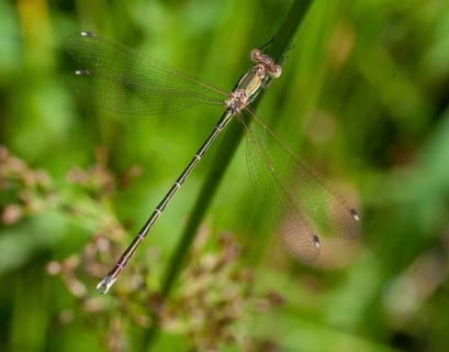 Leste Barbarus, Migrant Spreadwing, Shy Emerald Damselfly, Southern Emerald Damselfly, Damselflies,