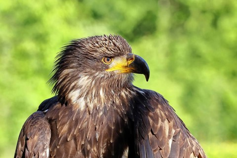 Bald Eagle (Haliaeetus leucocephalus), animal portrait, juvenile, captive, found in North America,