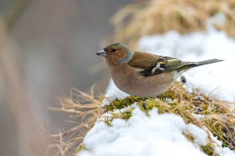 Chaffinch, fringilla coelebs, birds, male, passeri, snow, songbirds, snow, songbirds, birds, winter