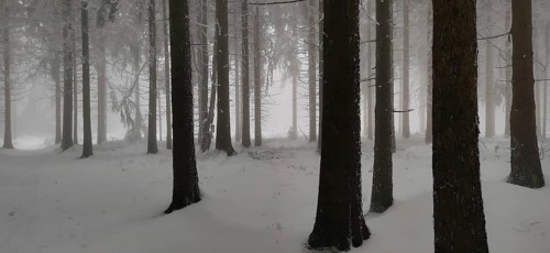 Snowy winter forest with tall conifers and foggy atmosphere, hiking in winter, Rennsteig,