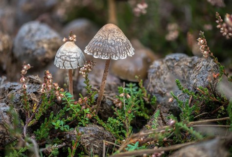 Fertiliser, Panaeolus castaneifolius, Panaeolus olivaceus, dotted spored fertiliser, dung, fungi,